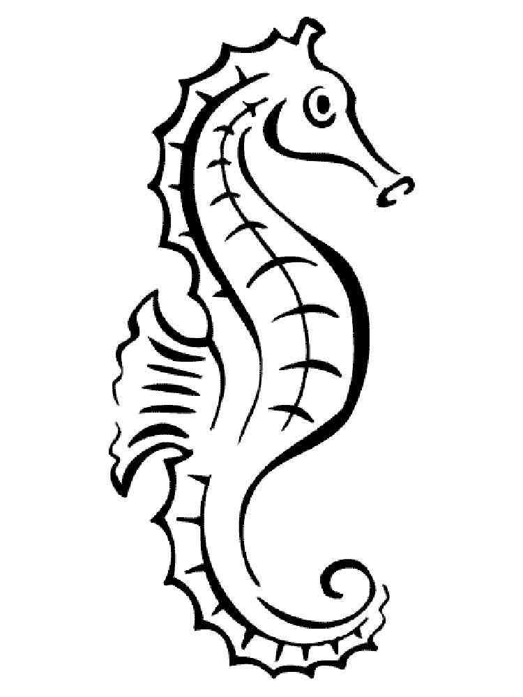 Seahorse Outline Page Coloring Pages
